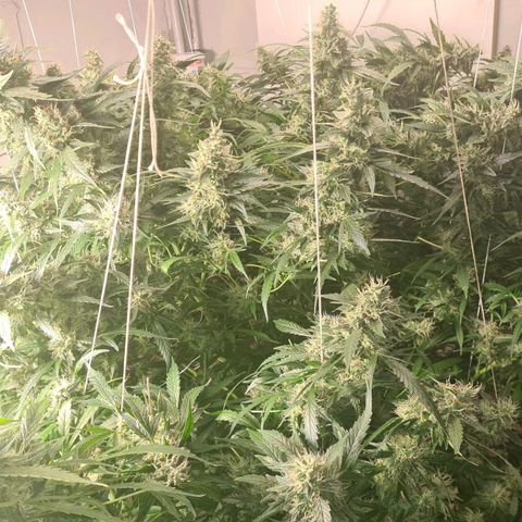 Durban poison auto DWC growlog timeline photo
