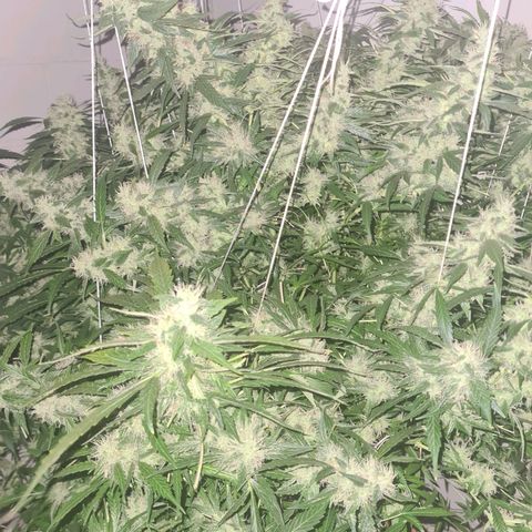 Durban poison auto DWC growlog timeline photo