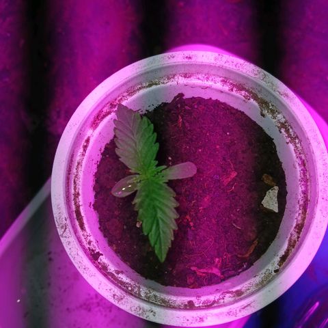 Violeta f1 growlog photo: Buen desarrollo hojas más anchas y gruesas
