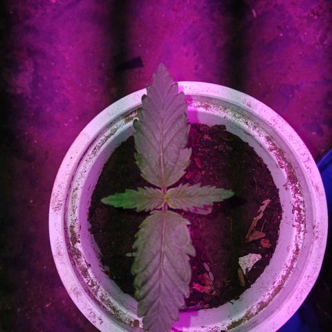 Violeta f1 growlog timeline photo