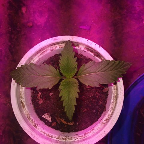 Violeta f1 growlog timeline photo