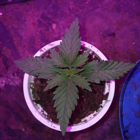 Violeta f1 growlog timeline photo