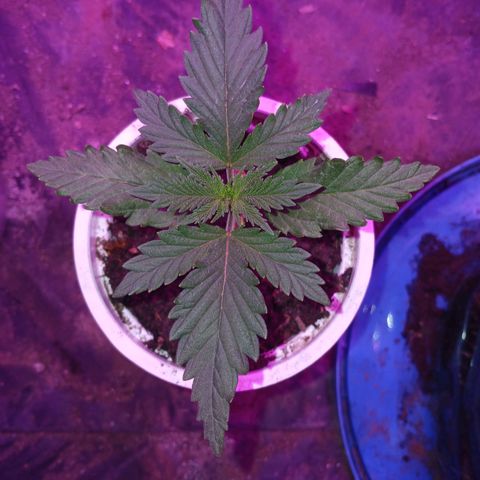 Violeta f1 growlog timeline photo
