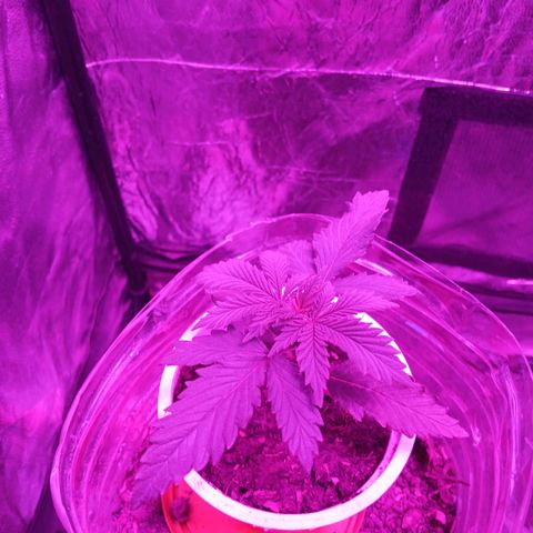 Violeta f1 growlog timeline photo