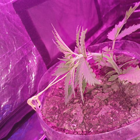 Violeta f1 growlog timeline photo