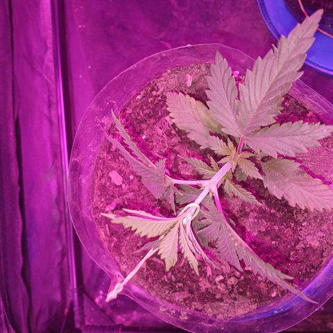 Violeta f1 growlog timeline photo