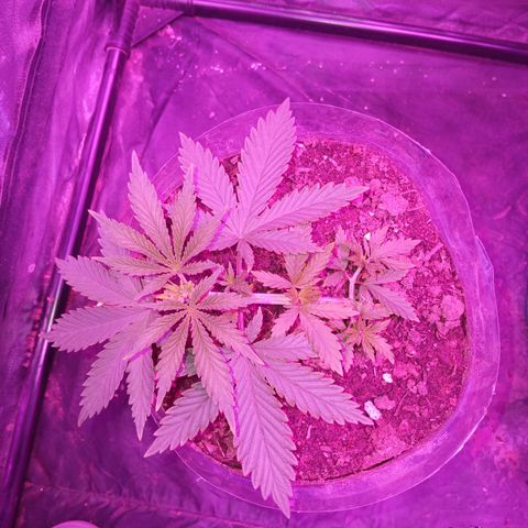 Violeta f1 growlog timeline photo