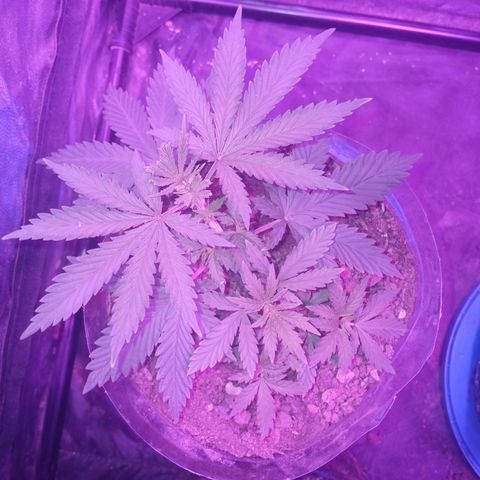 Violeta f1 growlog timeline photo