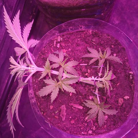 Violeta f1 growlog timeline photo