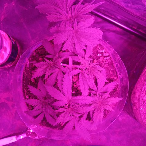 Violeta f1 growlog timeline photo