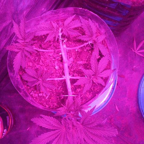 Violeta f1 growlog timeline photo