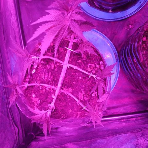 Violeta f1 growlog timeline photo