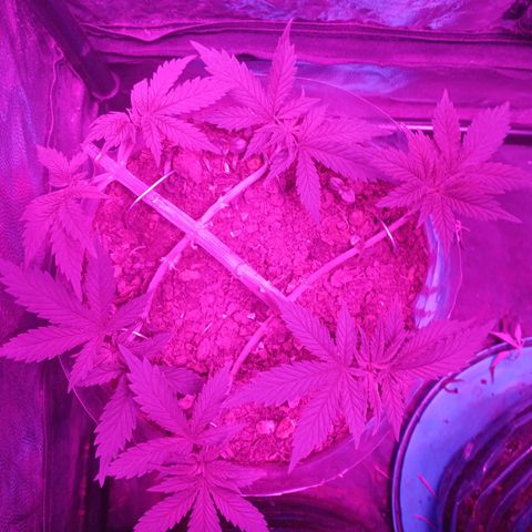 Violeta f1 growlog timeline photo