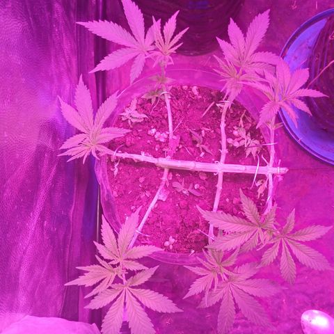 Violeta f1 growlog timeline photo