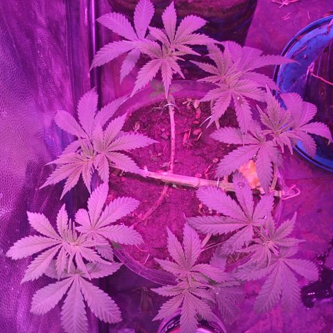 Violeta f1 growlog timeline photo