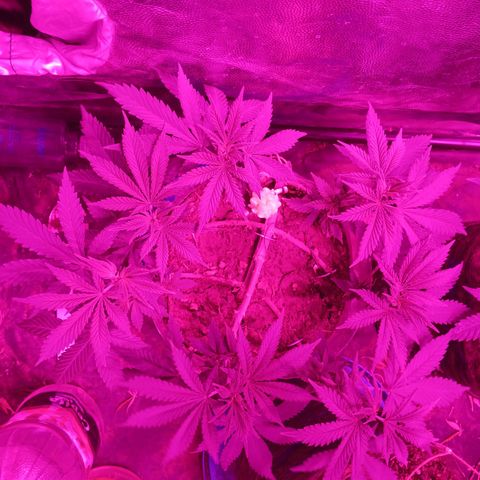 Violeta f1 growlog timeline photo