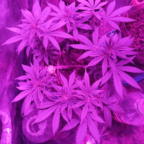 Violeta f1 growlog timeline photo