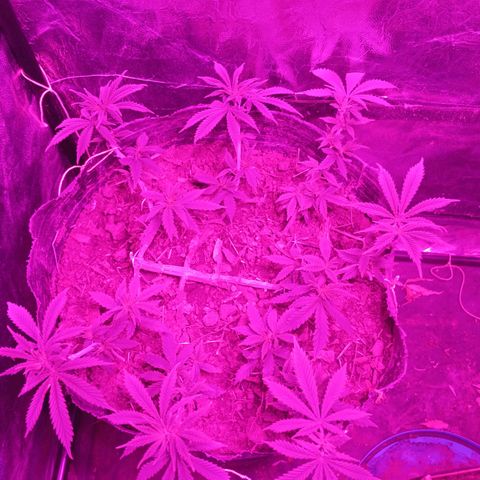 Violeta f1 growlog timeline photo