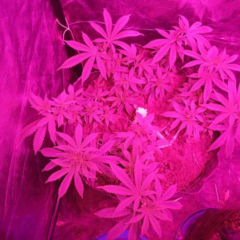 Violeta f1 growlog timeline photo