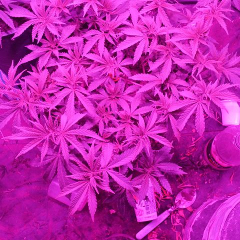 Violeta f1 growlog timeline photo
