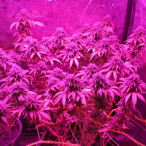Violeta f1 growlog timeline photo