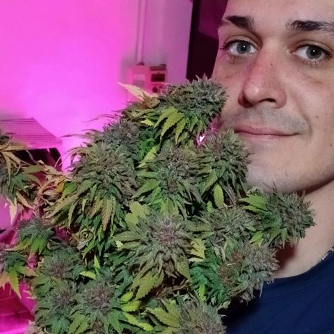 Violeta f1 growlog photo: Fin