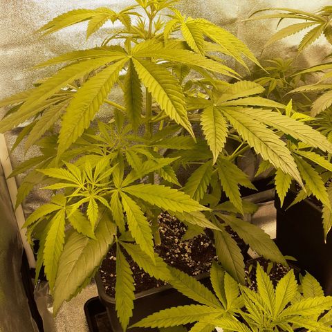 Buddhas Sister growlog timeline photo