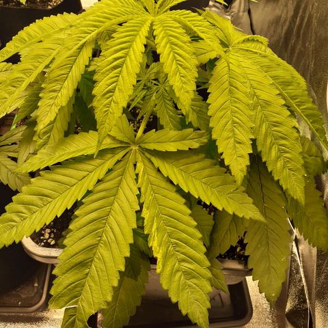 Pink Kush growlog timeline photo