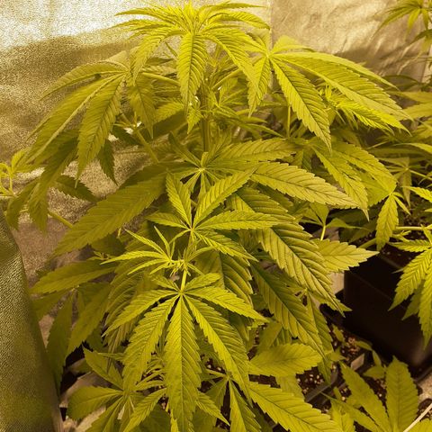 Buddhas Sister growlog timeline photo