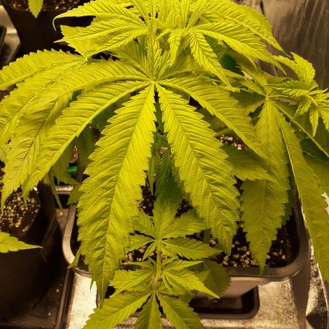 Pink Kush growlog timeline photo