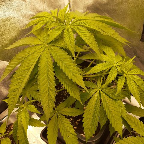 Pink Kush growlog timeline photo
