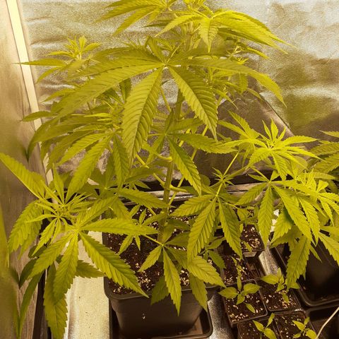 Buddhas Sister growlog timeline photo