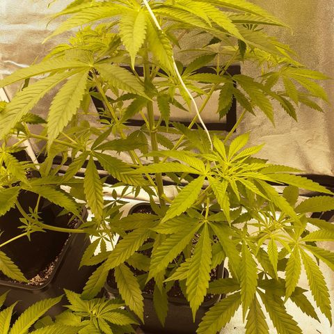 Buddhas Sister growlog timeline photo