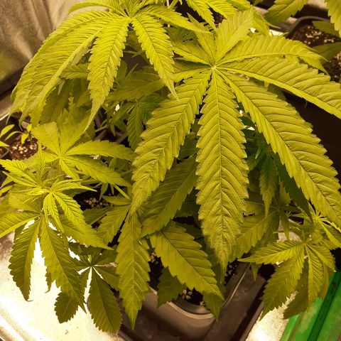 Pink Kush growlog timeline photo