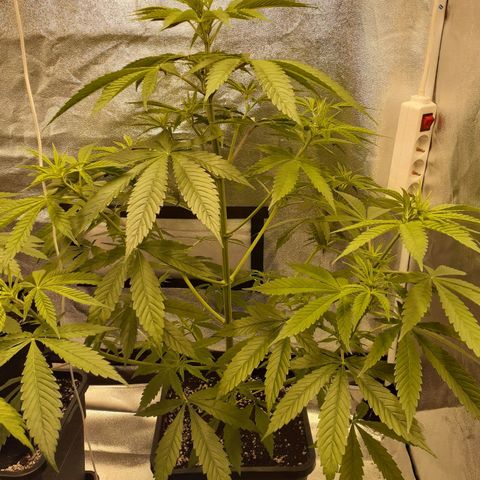 Buddhas Sister growlog timeline photo