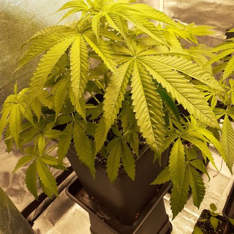 Pink Kush growlog timeline photo