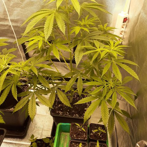 Buddhas Sister growlog timeline photo