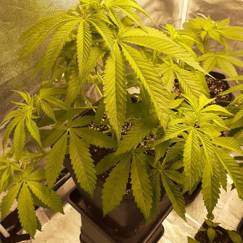 Pink Kush growlog timeline photo