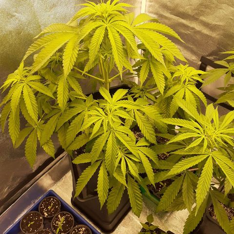 Pink Kush growlog photo: Macht jetzt Meter näher ans Licht gebracht bringt mehr Wachstum