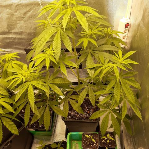 Buddhas Sister growlog timeline photo
