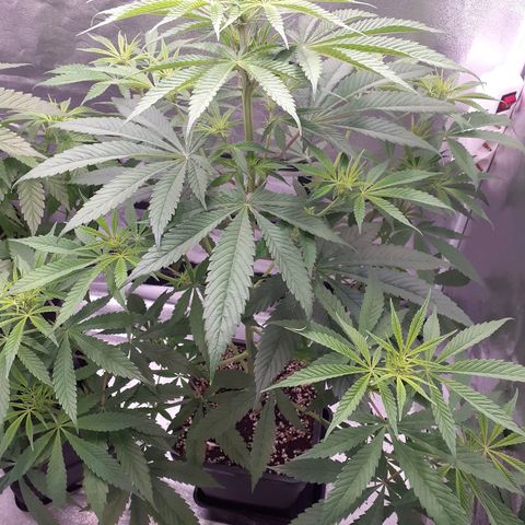 Buddhas Sister growlog timeline photo