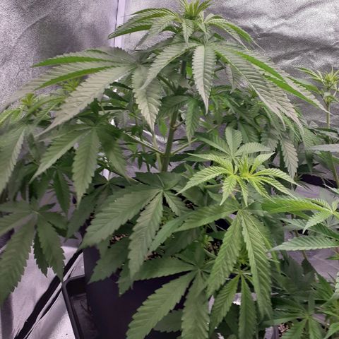 Pink Kush growlog timeline photo