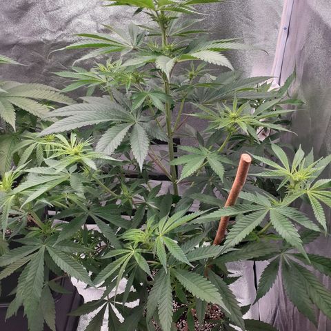 Buddhas Sister growlog timeline photo