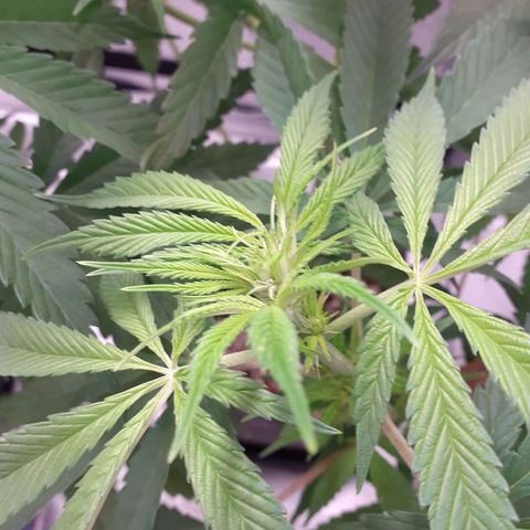 Buddhas Sister growlog timeline photo