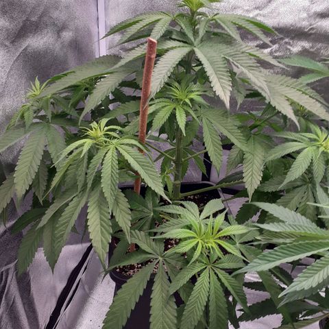 Pink Kush growlog timeline photo