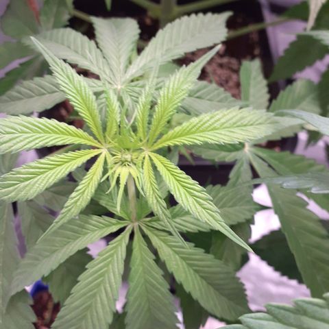 Pink Kush growlog timeline photo