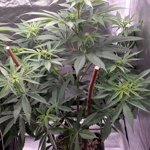 Buddhas Sister growlog timeline photo