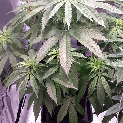 Pink Kush growlog timeline photo