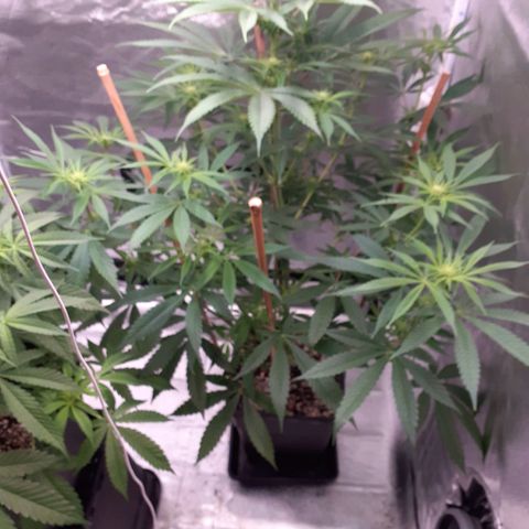 Buddhas Sister growlog timeline photo