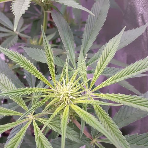 Buddhas Sister growlog timeline photo